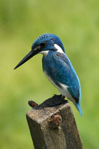 佛法僧目翠鸟科翠鸟属小蓝翠鸟