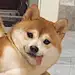 些粉