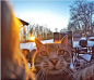 猫咪学会自拍根本停不下来 雪天靓照火爆网络-图片频道-中国天气网