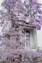 白色的房屋，紫藤
