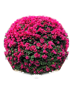 铅笔和橡皮才最搭采集到八仙花