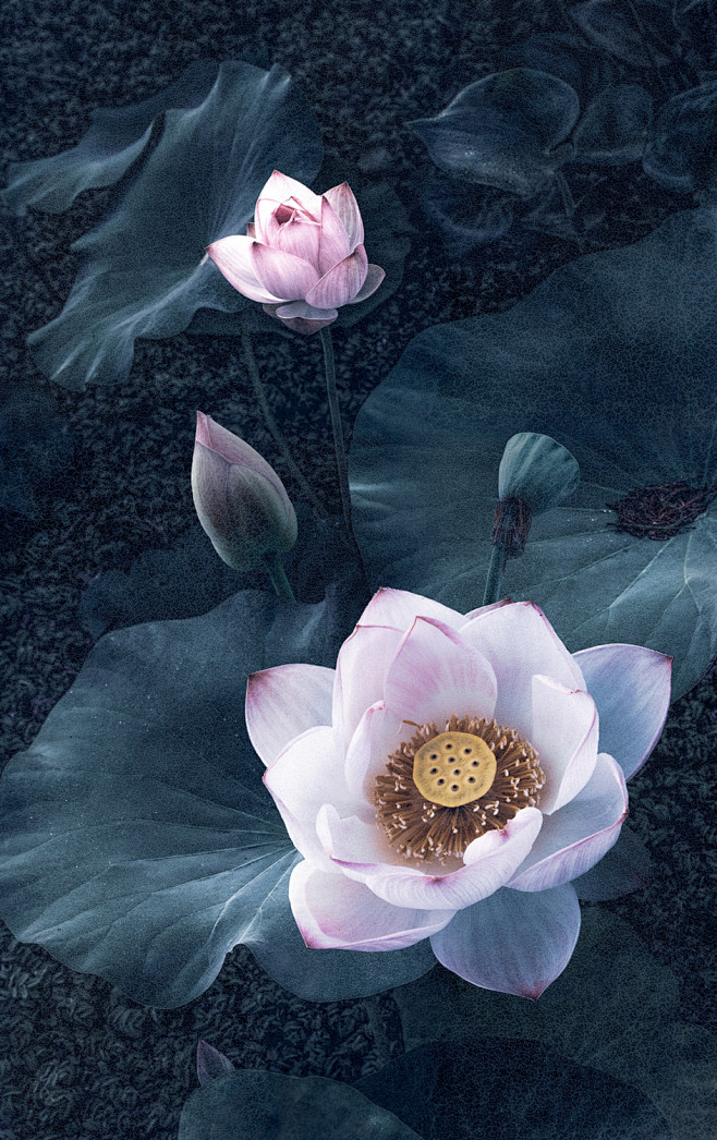 Lotus by Shanyewuyu ...