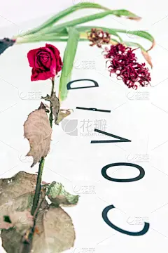 干花在水中，抽象形象。黑字题词