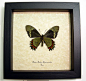 Madyes Red Swallowtail Butterfly | Real Butterfly Gifts Framed Butterflies and Insect Displays