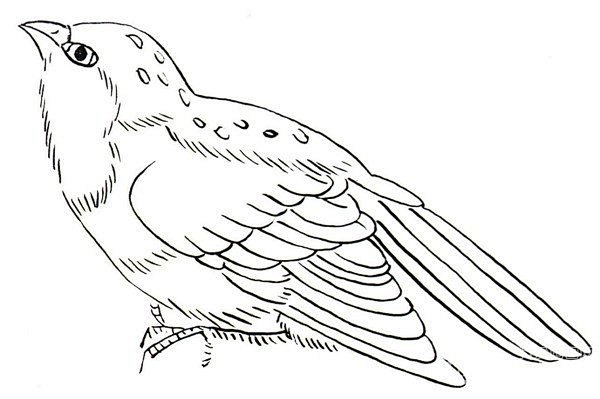 麻雀白描画图片作品欣赏