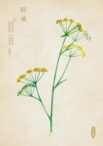 中草药绘本-防风