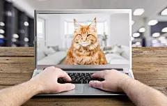 点击来源直接获取大图文件 |“cat”常见释义为“猫；猫科动物”。例如：“A cat is sleeping on the sofa.”（一只猫正在沙发上睡觉。） 