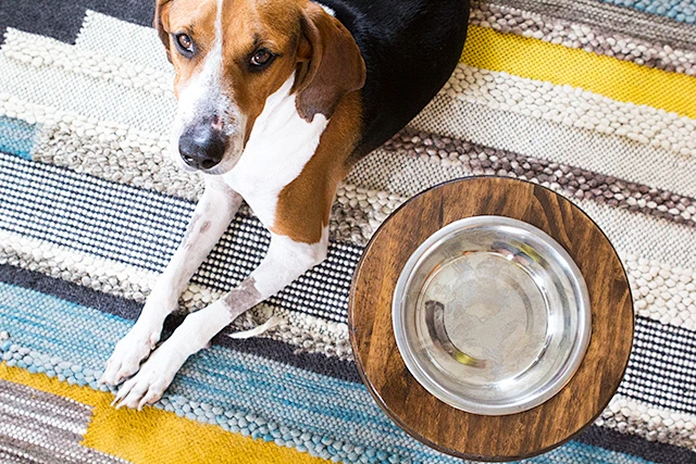 Drool-Worthy DIY: Crafting Irresistible Homemade Dog Food Recipes