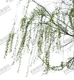 柳树稍 【酷图网】柳树,柳树素材,柳树PSD,柳树前景树,柳树背景,柳枝,柳叶,垂柳,荷塘垂柳,老树桩,大树,高清树素材,前景树,前景树PSD,前景树素材,前景去抠图,挂角树,挂角树PSD,挂角树素材,挂角树PS