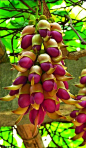 紫色油麻藤  亦名 禾雀花