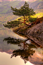 Lone Pine Tree, Loch Lomond, Scotland
