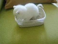 我的白吉小猫 