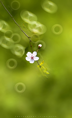欢妮采集到❀ 春天的味道 ❀