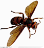 昆虫世界-褐色马蜂侧面