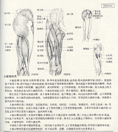 爪子12138采集到解剖