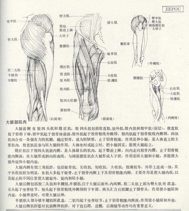 人体造型基础——人体局部解剖 - 水木白...