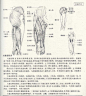 人体造型基础——人体局部解剖 - 水木白艺术坊 - 贵阳画室 高考美术培训