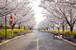 亚洲中国河南郑州樱花园樱花和柏油路春季风光图片素材