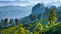 印度慕纳尔 : 慕那尔山丘连绵起伏，到处都是郁郁葱葱的茶园，全世界人民都喜欢茶饮。19世纪70年代末，英国殖民时期的