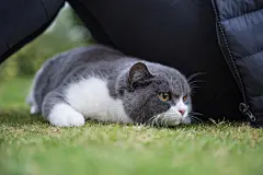 点击来源直接获取大图文件 |The English short-haired cat lies on the grass