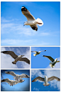 26张 高清海鸥动物摄影ps合成设计图片