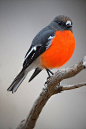 Flame Robin, Petroica phoenicea, male | Birds | Pinterest