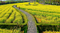油菜花田砾石小路