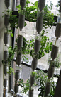 DIY Window Farming...even in a downtown apartment building