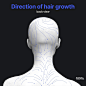 anatomy-for-sculptors-direction-of-hair-growth-2