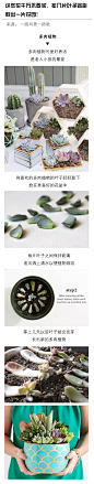 这些花千万不要买，扯几片叶子就能种出一片花园​​​ ​​​​​​​ ​​​​​​​ ​​​​
