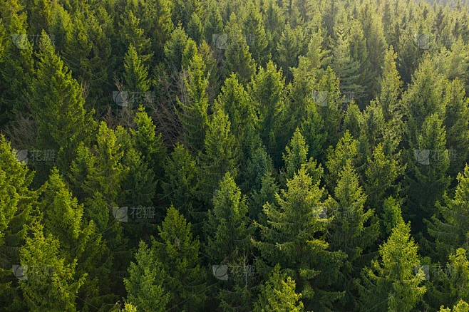 松树顶端的鸟瞰图。绿色皮草树背景素材-花瓣网