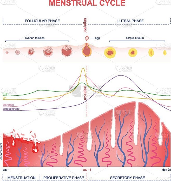 How Many Luteal Phase Days