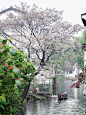 苦楝 4月底5月初（江南）
河岸边 水