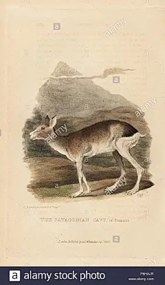 巴塔哥尼亚玛拉高清大图_大作灵感 巴塔哥尼亚玛拉，Dolichotis patagonum（Pennant的Patagonian豚鼠）。查尔斯·汉密尔顿史密斯的插图，由格里菲斯，哈里特或爱德华雕刻。手绘的铜板雕刻从爱德华格里菲斯的动物王国由男爵cuvier，伦敦，惠特克，1825年 - 图库图片 ，Dolichotis patagonum（Pennant的Patagonian豚鼠）。查尔斯·汉密尔顿史密斯的插画