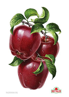 玄都--宏采集到水果插画------苹果