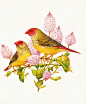 鸟之绘画精选11030图丨小鸟平面绘画美术包装参考图片素材资料-淘宝网