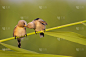 可爱的小鸟。绿色自然生境背景。鸟:大胡子Reedling。