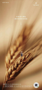 绿城高新诚园 | 节日节气 | 芒种