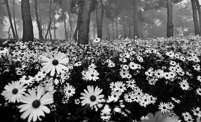 在雾中的花朵