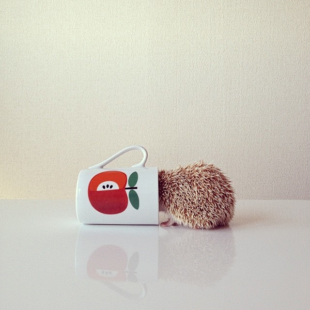 The Cutest Little He...
