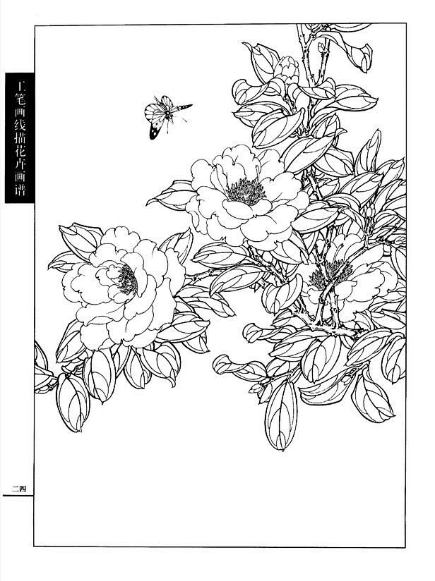 工笔画线描花卉画谱(茶花篇) 