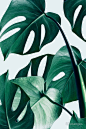 Monstera #redbubble #artprints