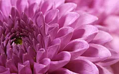 超大鲜花特写图片桌面壁纸3