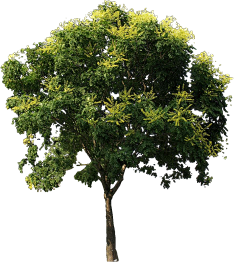 花树-花瓣网|陪你做生活的设计师 | F-黄花风铃木