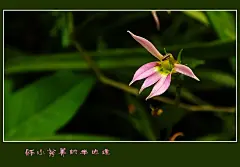 半边莲又名急解索、细米草、蛇舌草、半边花、水仙花草、镰么仔草等，属桔梗科山梗菜属。多年生草本植物。茎为圆形状，全株光滑无毛，呈平卧，长约5~15cm。花瓣5片类如莲花瓣，长8～10mm，因花瓣均偏向一侧而得名。果实倒锥状。花期在5月至8月，果期在8月至10月。生于水田边、沟旁、路边等潮湿之地。全草入药，具备利尿消肿，清热解毒等功效，可用于治疗大腹水肿、面足浮肿、痈肿疔疮、蛇虫咬伤等症。