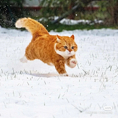 不准帅采集到猫狗萌宠