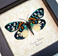 Erasmia Pulchera Verso | Real Butterfly Gifts Framed Butterflies and Insect Displays