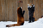 2016年2月23日消息（具体拍摄时间不详），加拿大魁北克，两只小红熊猫在雪地里玩耍，玩起了“警察与罪犯”的游戏，一只小红熊猫双手抬起，另一只则做出了“举枪”的动作。摄影师Dominic Marcoux在魁北克的Granby动物园捕捉下了这一有趣画面。 
