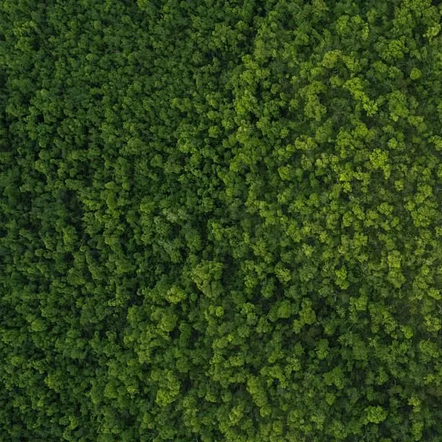 Forest viewed from above - square-花瓣网