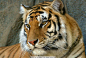 华南虎 野生动物 生物世界 动物世界 摄影图库 自然风景 72dpi jpg